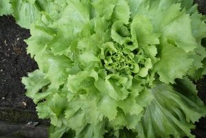 Moet je andijvie koken voor stamppot? Wat wel en niet te doen